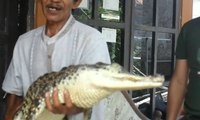Buaya Rawa dan Buaya Papua Milik Warga Indramayu Diserahkan ke BKSDA Cirebon