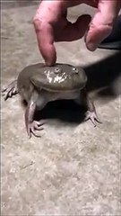 Ce crapaud déteste qu'on le touche...
