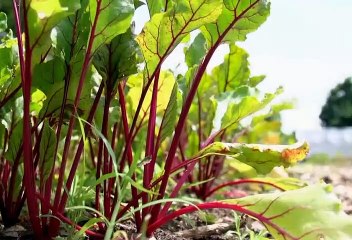 Daniel Tiger 1-16  Be A Vegetable Taster! - Daniel Tries A New Food (HD)