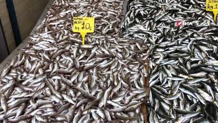 Ordu'da Balık Tezgahlarında İstavrit Bolluğu