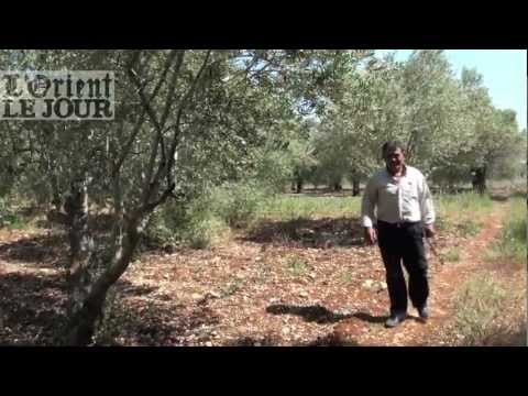 Fair Trade Lebanon : aider les petits producteurs à accéder au marché - OLJ