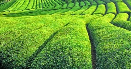 Türkiye Ocak Ayında 42 Ülkeye Çay Satarak, 773 Bin Dolar Gelir Elde Etti