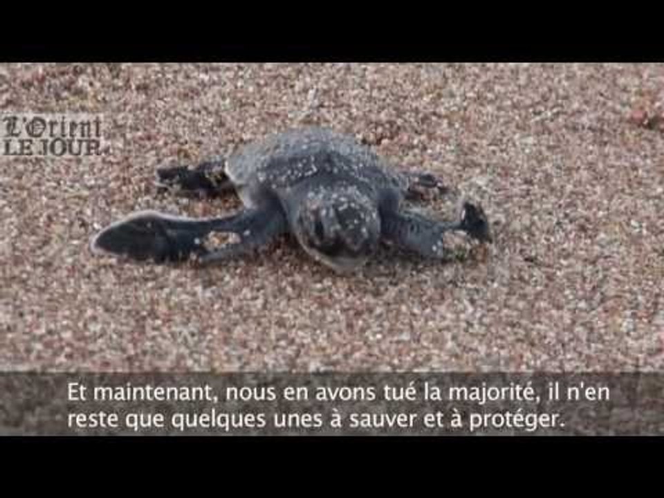 Au Liban, la folle course vers la mer des bébés tortues - L'Orient-Le Jour
