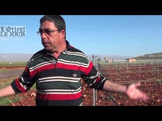 Dans la Bekaa, une coopérative "transforme" le cannabis en vin - OLJ