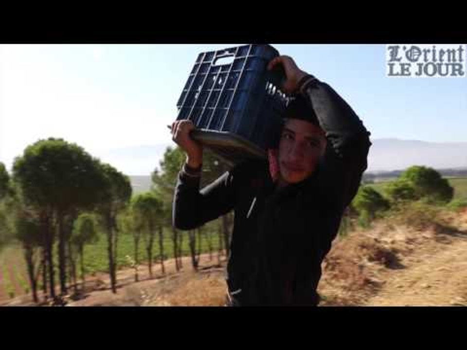 Comment fait-on le vin ?