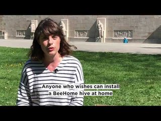 Learning to breed wild bees