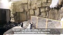 Naissance de deux manchots Adélie dans un zoo mexicain