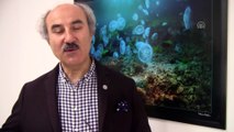 Marmara Denizi çevresinde denizanası ölümleri - BALIKESİR
