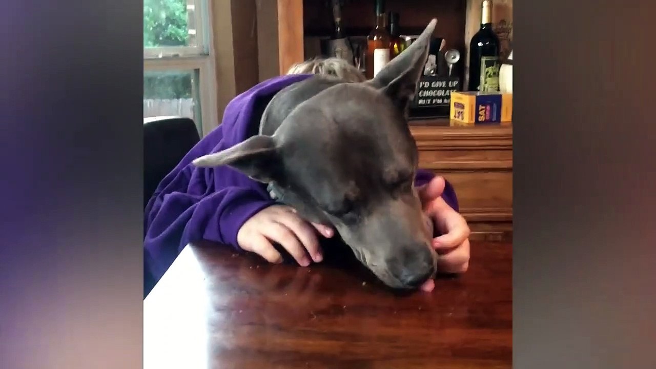 Best Funny Dog Fails
