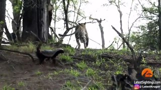 Un ratel sauve son petit attaqué par un léopard