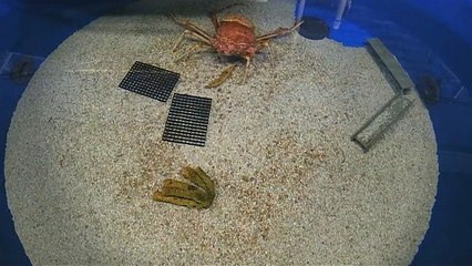 Aquário de San Diego publica imagens inéditas