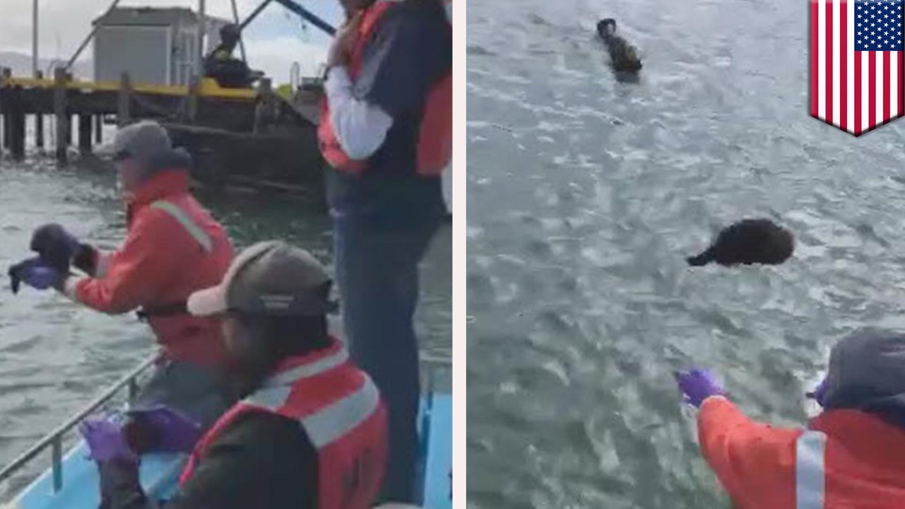 Adorable lost sea otter pup reunited with mother