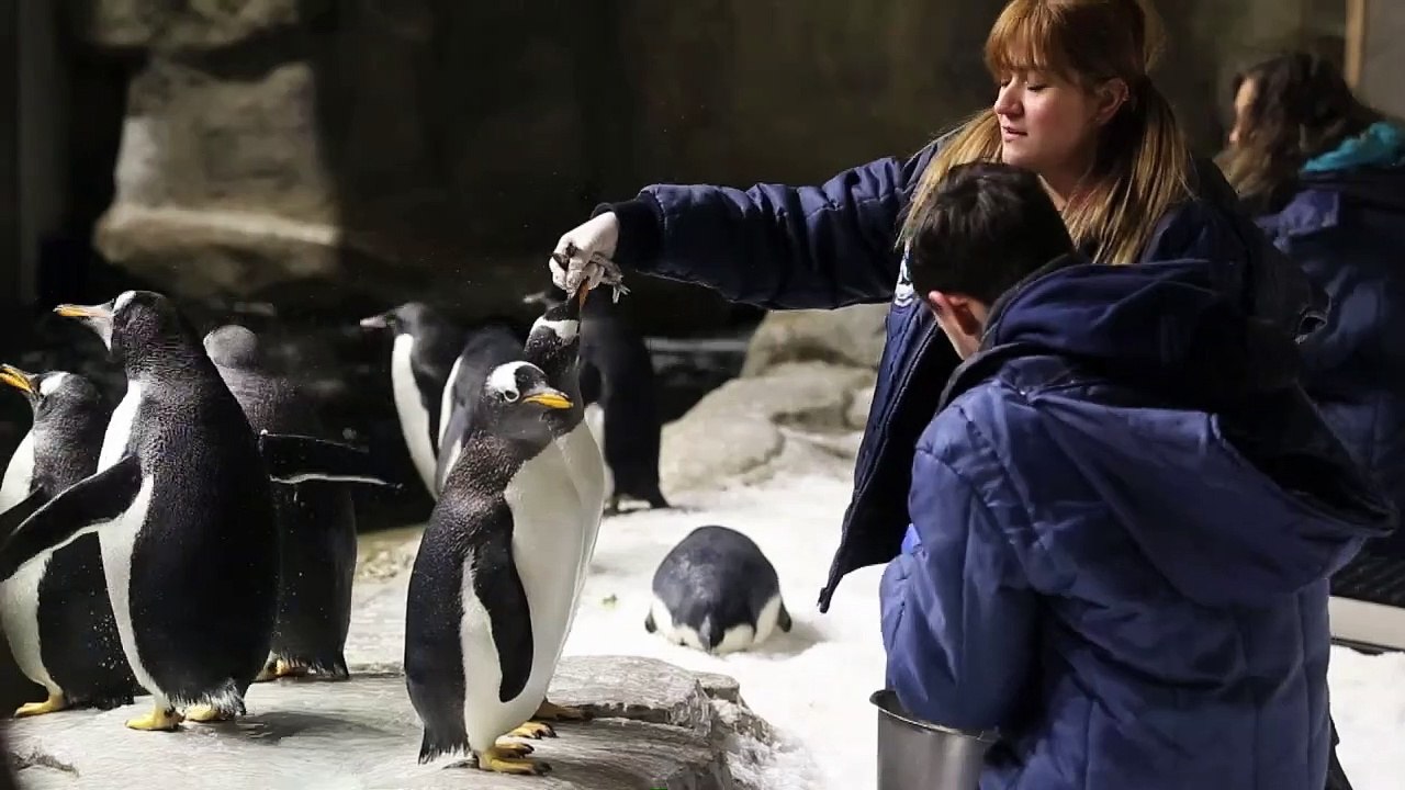 Nacen dos pingüinos Adelie en zoológico mexicano