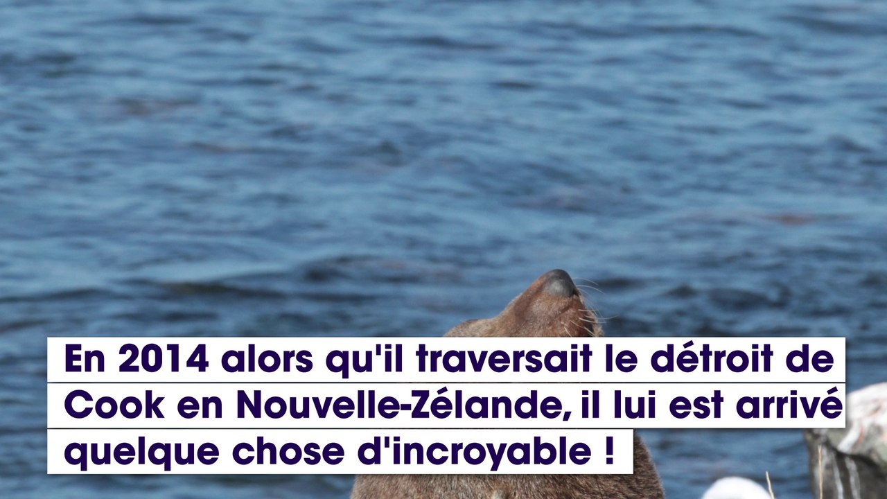 Un nageur se retrouve nez à nez avec un grand requin blanc et se fait protéger par des dauphins