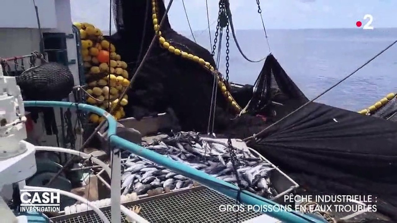 Pêche industrielle gros poissons en eaux trouble : extrait pêche accessoire requins soyeux