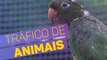 Animais vítimas de tráfico são tratados em São Paulo