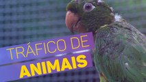 Animais vítimas de tráfico são tratados em São Paulo