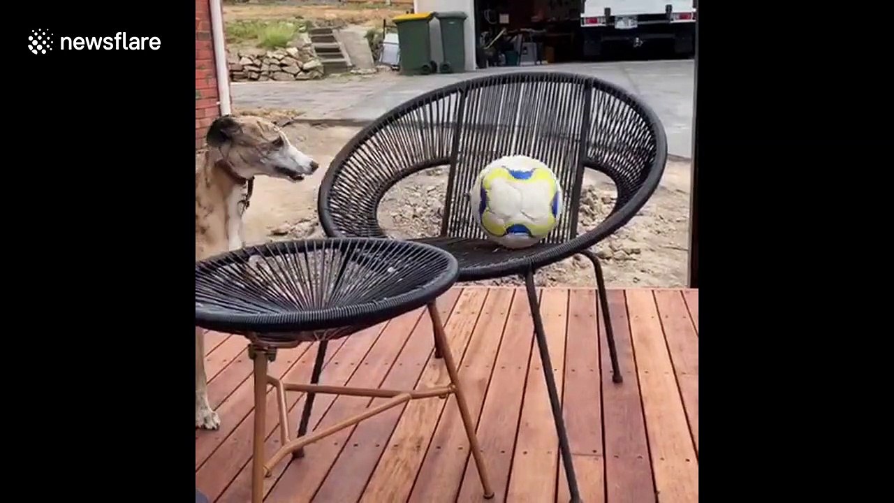 Whippet gets wound up when he can't quite reach his favourite ball