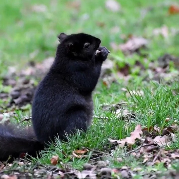 Snacking Squirrel Can't Stand Up