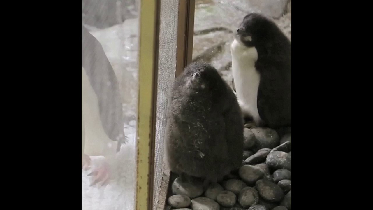 Deux bébés manchots Adelie sont nés dans un zoo...