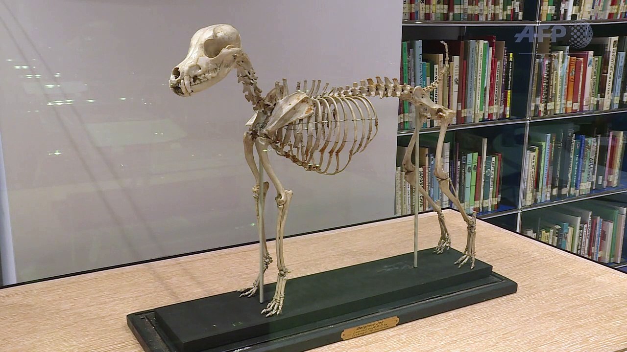 Ein museum rund um den hund