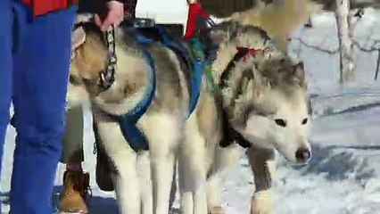 La famille Labourier, passionnée de chiens de traîneaux