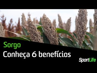Os 6 beneficios do sorgo