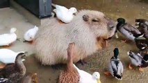 Cet animal reste zen avec canards qui lui grimpent sur le dos !