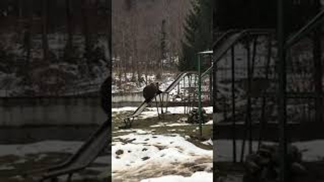 Vidéo drôle : Un ours descend le toboggan