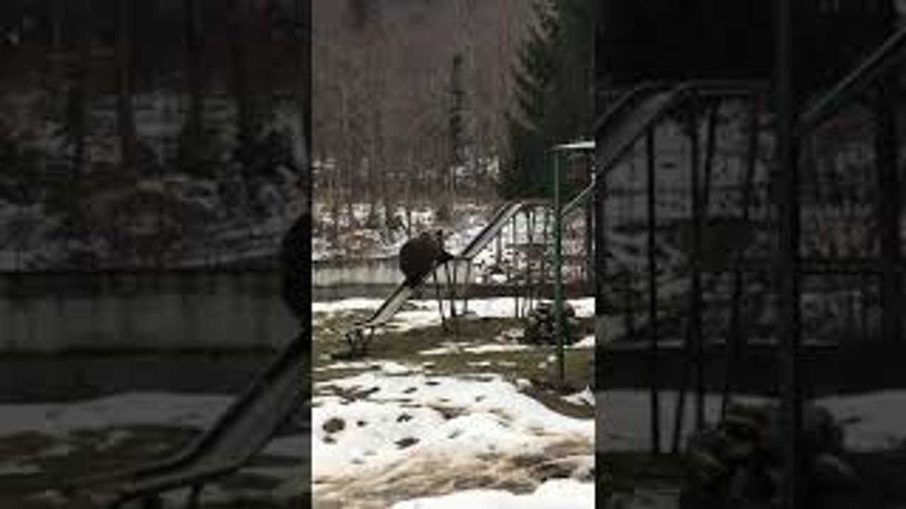 Vidéo drôle : Un ours descend le toboggan