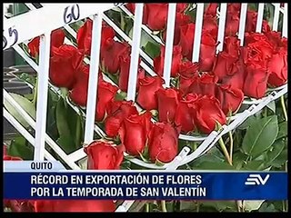 Récord de exportación de flores de Ecuador por San Valentín