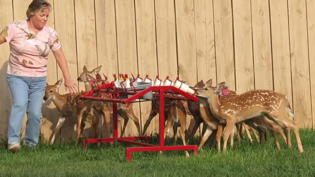 Voilà comment on nourrit 8 faons au biberon en même temps