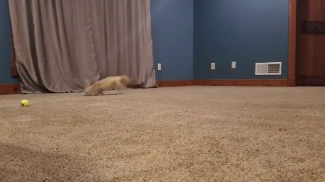 Son fennec de compagnie devient fou dans son salon... Adorable