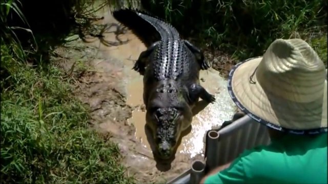 Ils attirent et nourrissent un énorme crocodile sauvage... Belle bête