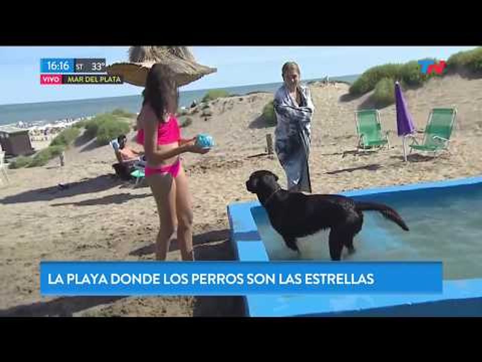 Una playa exclusiva para perros en Mar del Plata