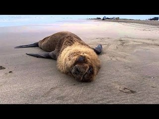 Un lobo marino sorprendió a todos en Villa Gesell