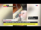 Lo buscan por obligar a su perro a saltar del auto en movimiento