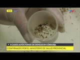 8 casos de dengue autóctono en Córdoba