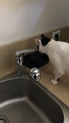 Smart Milky drinking water