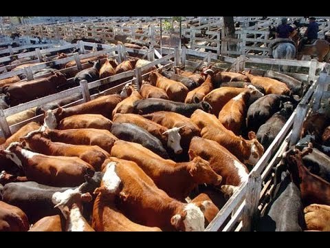 Más de 100 vacas muertas en Liniers por el calor
