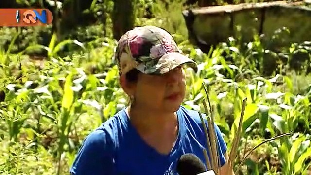 mqn-Vecinos de La Rita crean cooperativa para producir aceites esenciales-080219