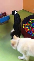 Moselle : Elles ont créé la première crèche pour chiens de France