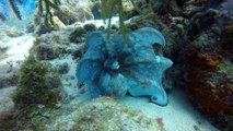 Interesting Octopus Display During Daytime Dive