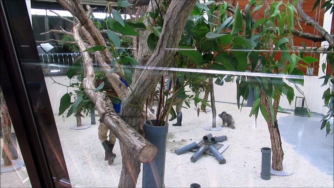 The Moving Koala