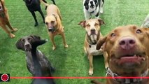 Dog Group Socialization Training by Josh Crowley