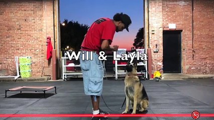 Dog Boarding and Training Programs - Will Diaz Trains Layla