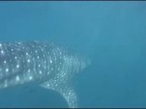 Requins baleines Djibouti 2007