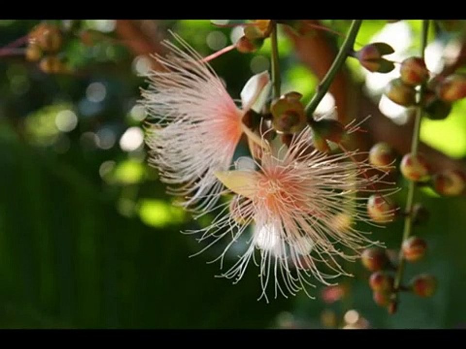 Rimi Natsukawa - サガリバナ -