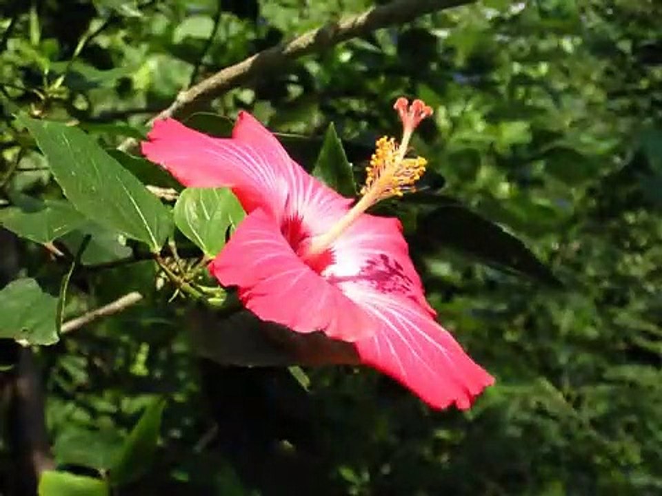 Rimi Natsukawa - さ・ら・ら -