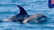 Lumba-lumba yang berduka bawa anaknya yang mati - TomoNews